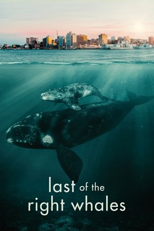 Last of the Right Whales Poster