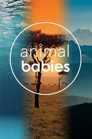 Animal Babies Poster